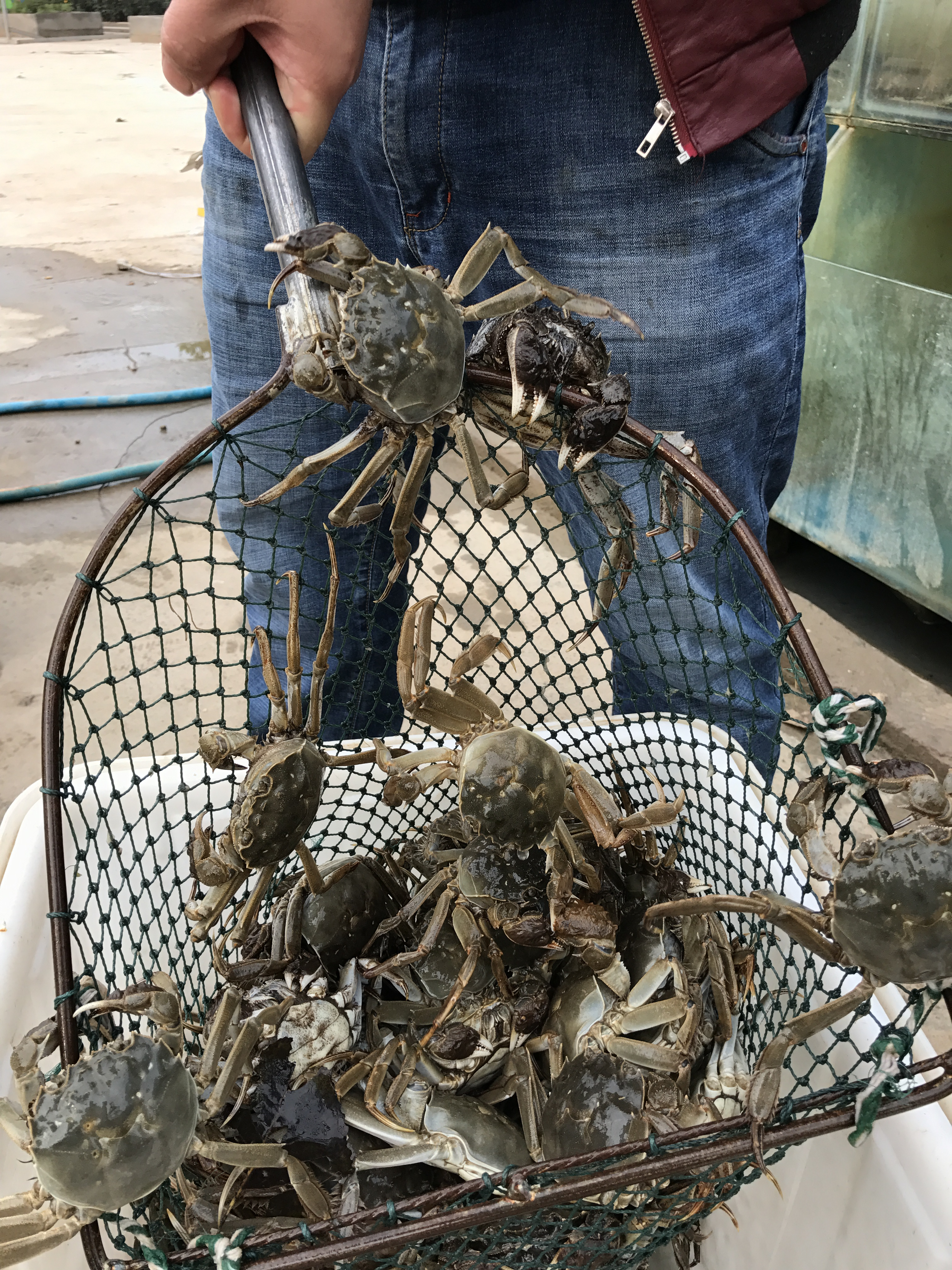 郑州雁鸣湖大闸蟹图片