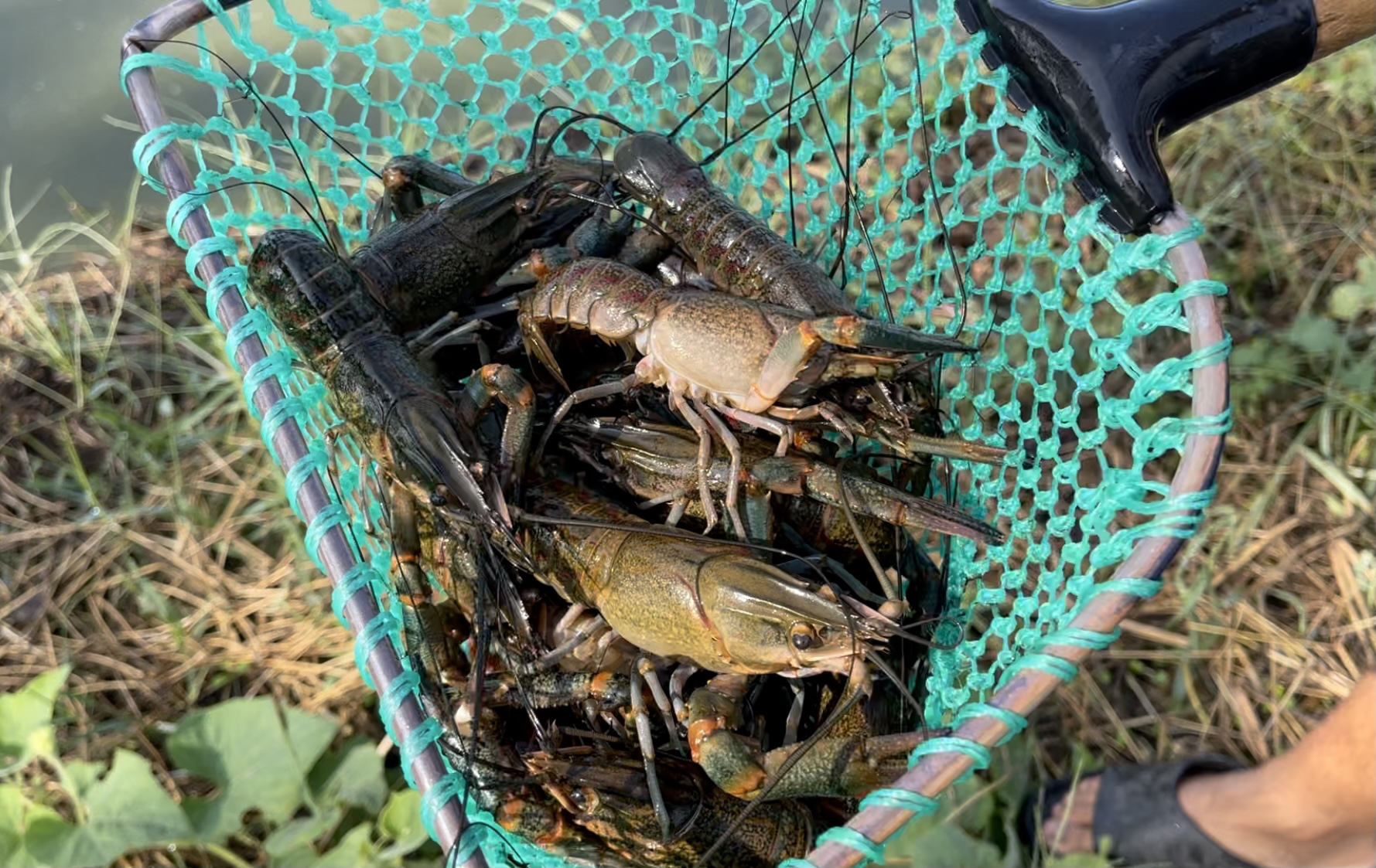 郑州雁鸣湖大闸蟹图片